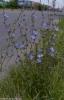 Chicory Cichorium intybus